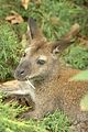leipzig zoo-01_07_2011_zoo_allgemein_203